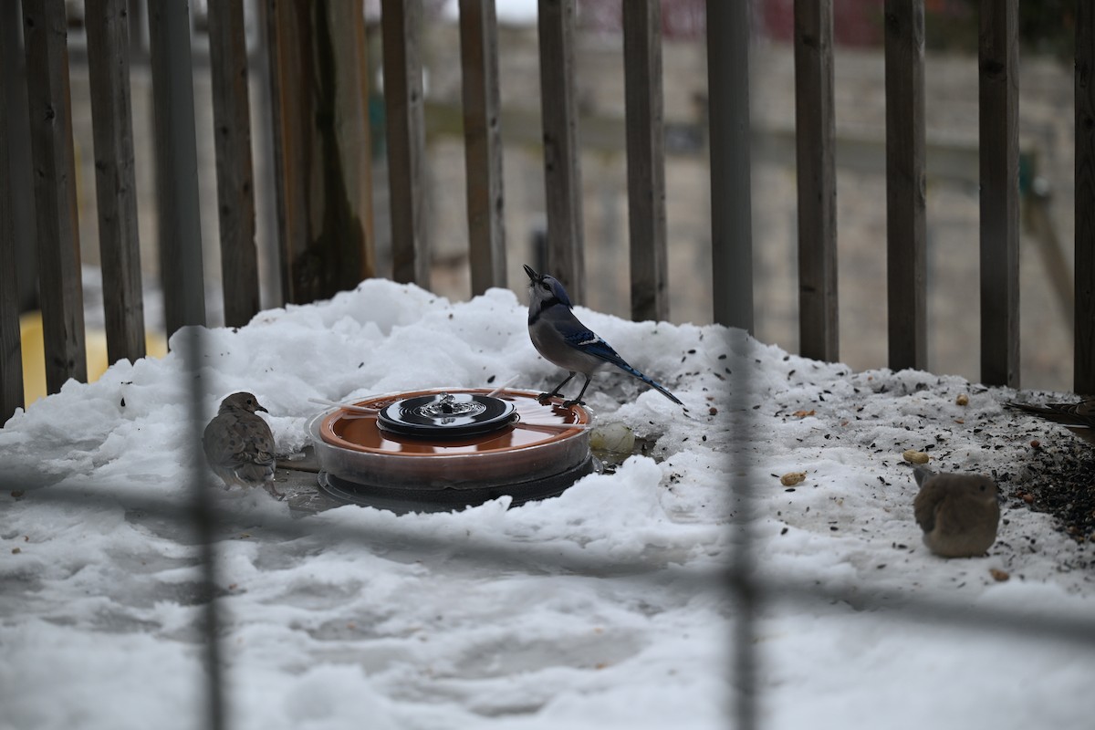 Blue Jay - ML645121699