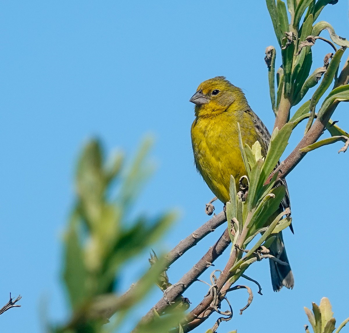 Kurzschnabel-Gilbtangare - ML645121700