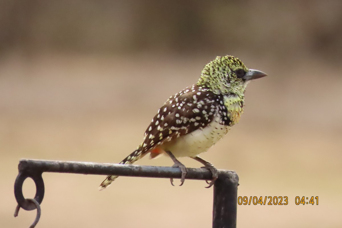 ゴマフオナガゴシキドリ - ML645121705