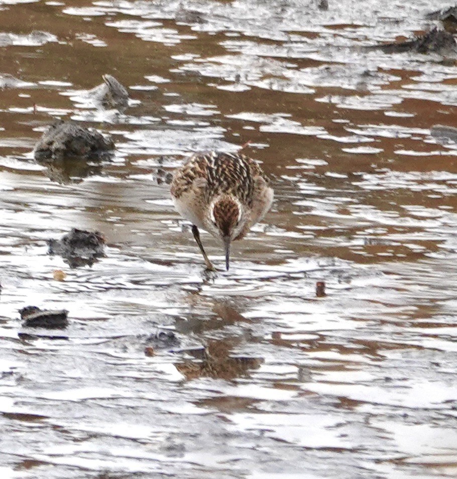 Sharp-tailed Sandpiper - ML645121714