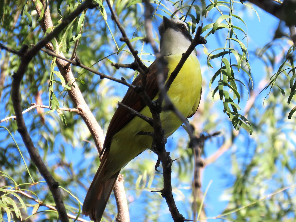 Great Kiskadee - ML645121722