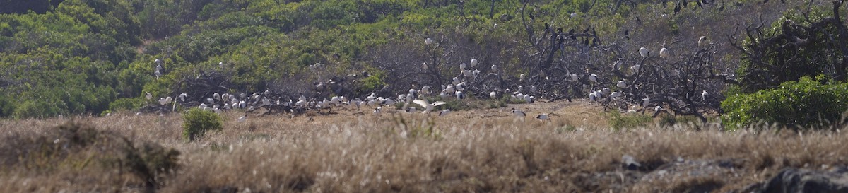 African Sacred Ibis - ML645121726