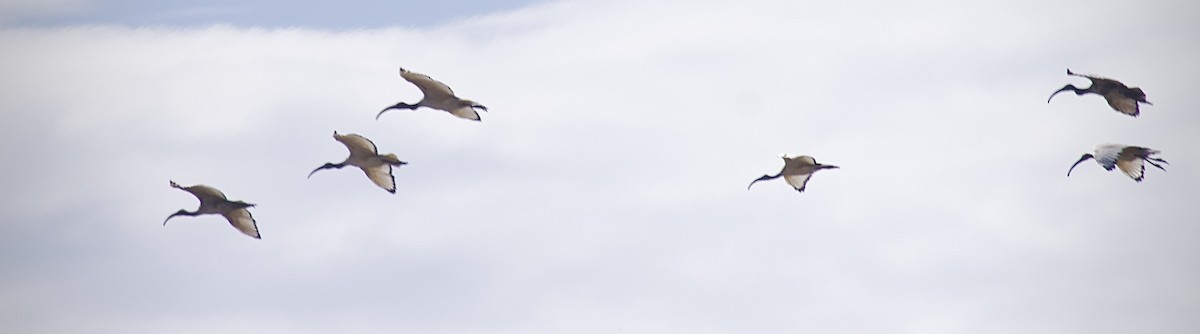 African Sacred Ibis - ML645121727