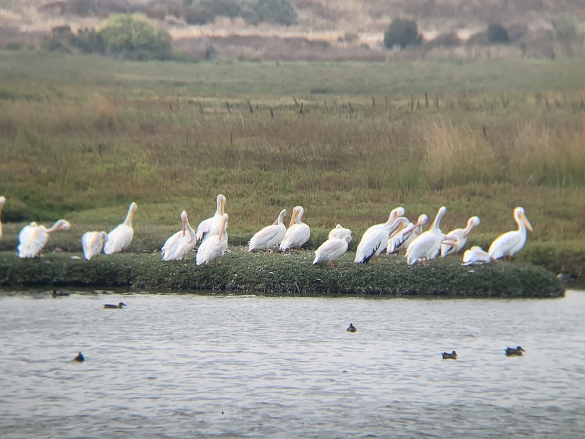 American White Pelican - ML645121734