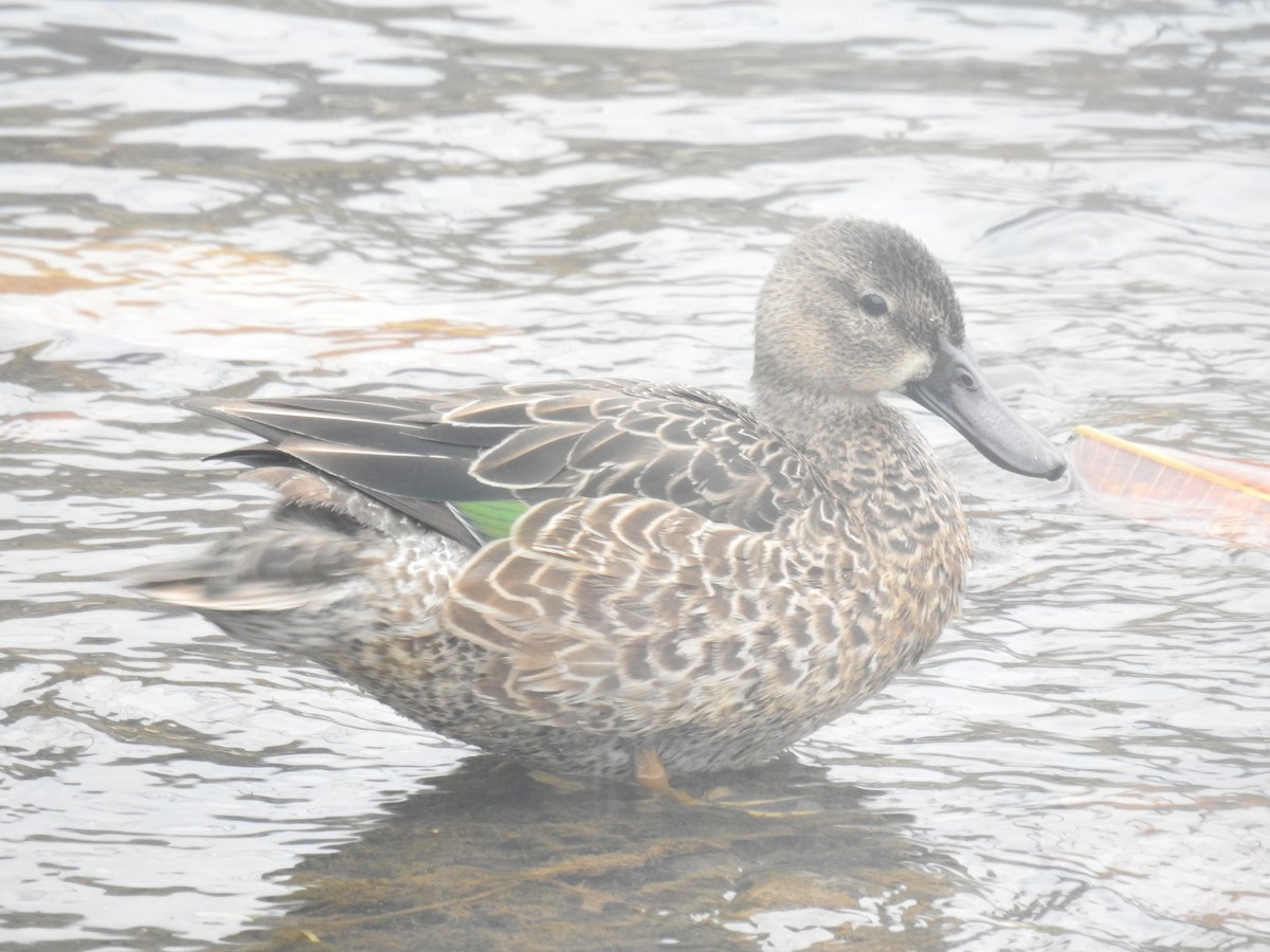 Blue-winged Teal - ML645121737