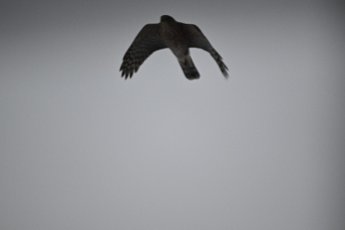 Cooper's Hawk - ML645121748