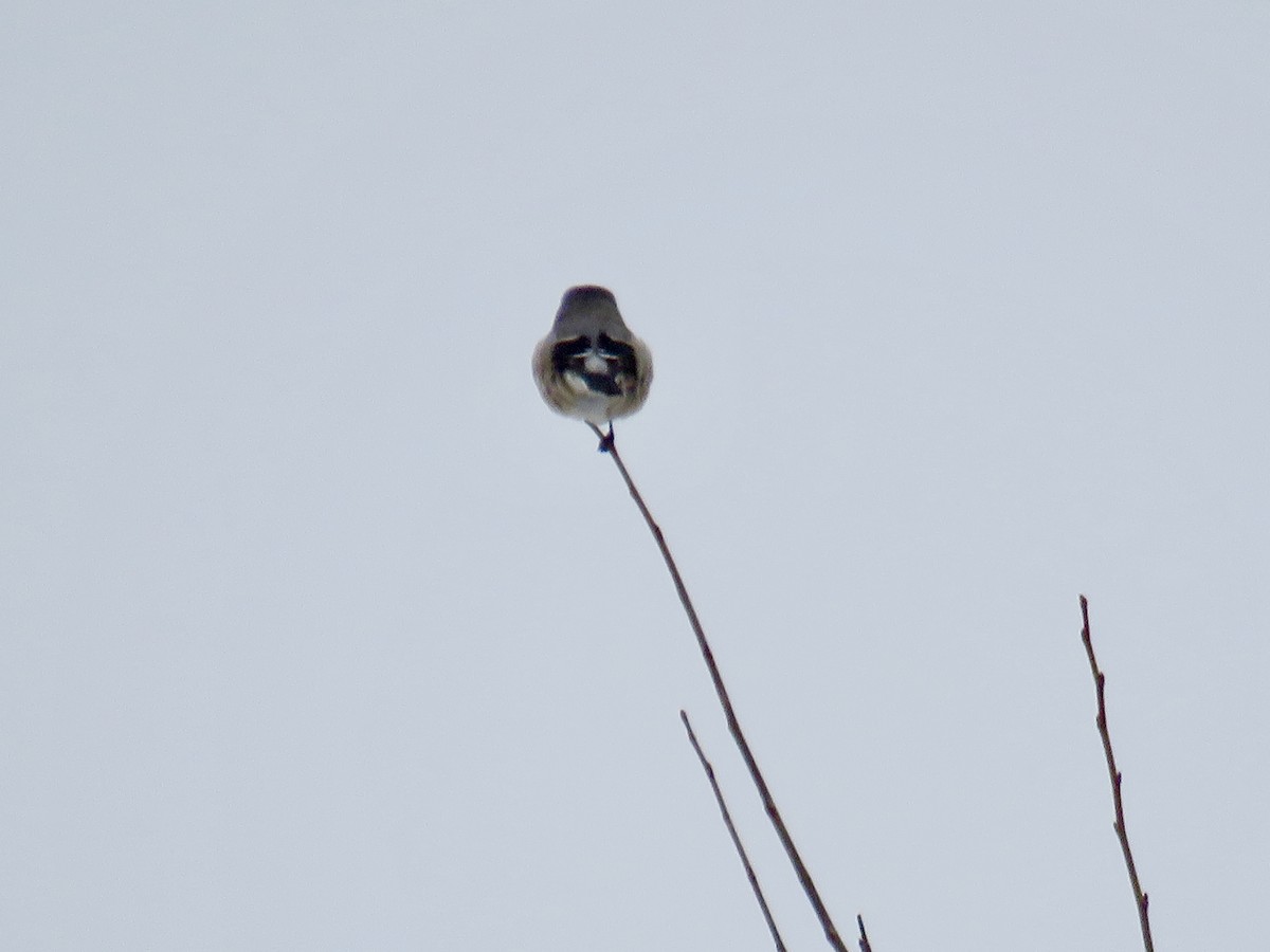 Northern Shrike - ML645121762