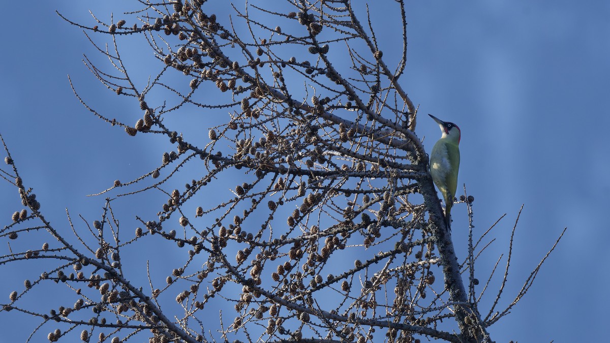 נקר ירוק - ML645121769