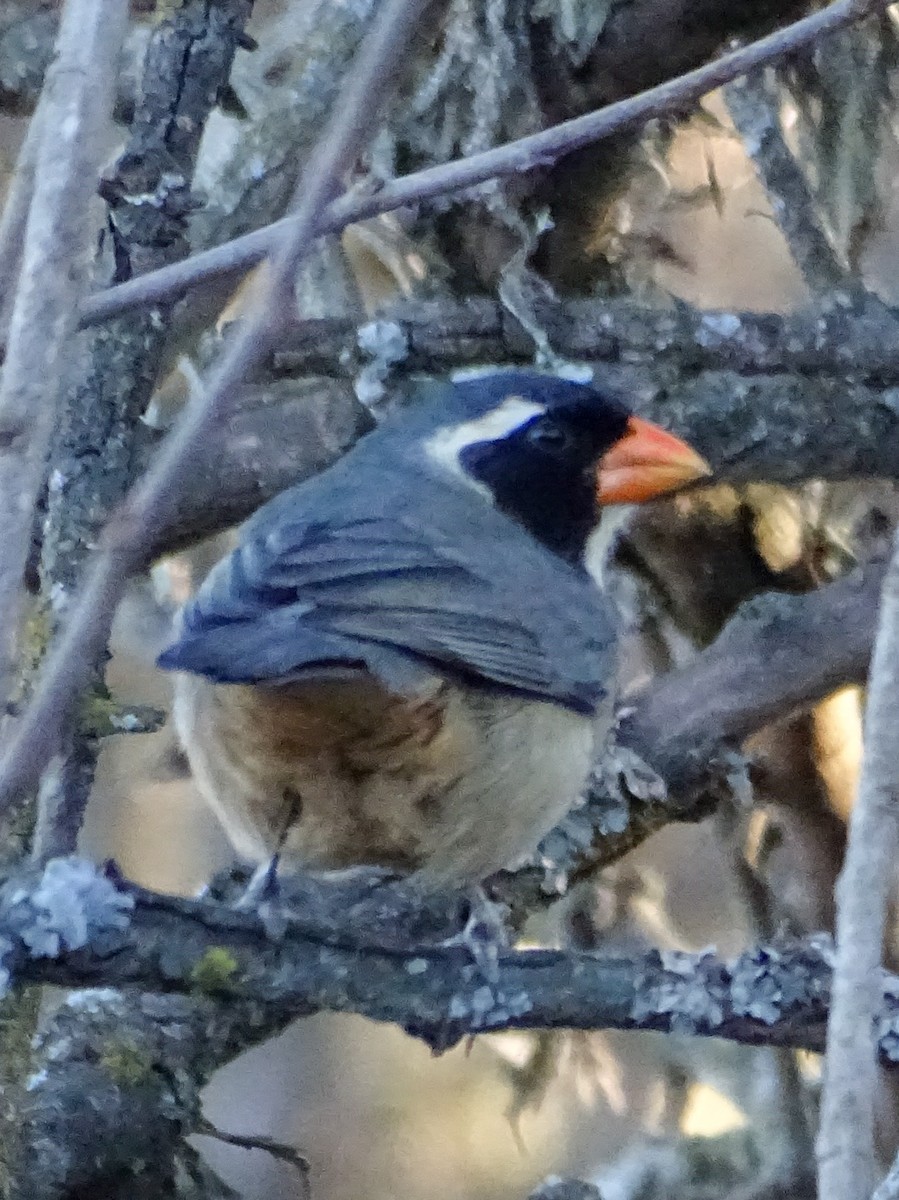 Golden-billed Saltator - ML645121771
