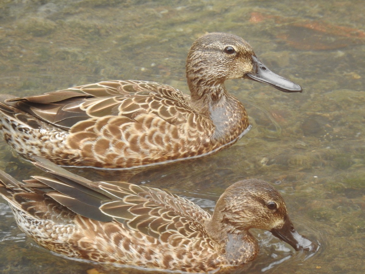 Blue-winged Teal - ML645121781