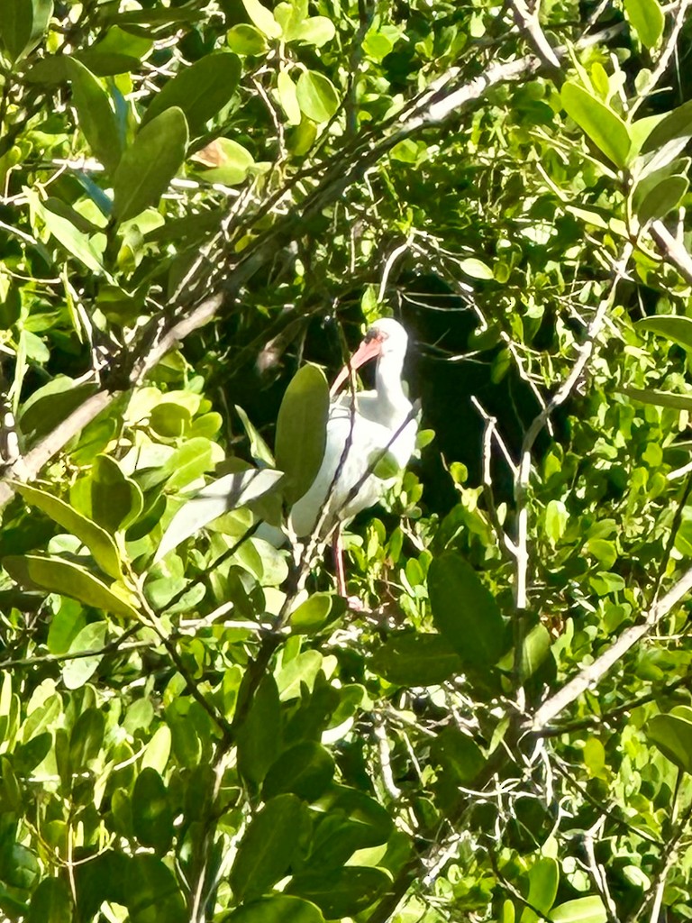 White Ibis - ML645121824