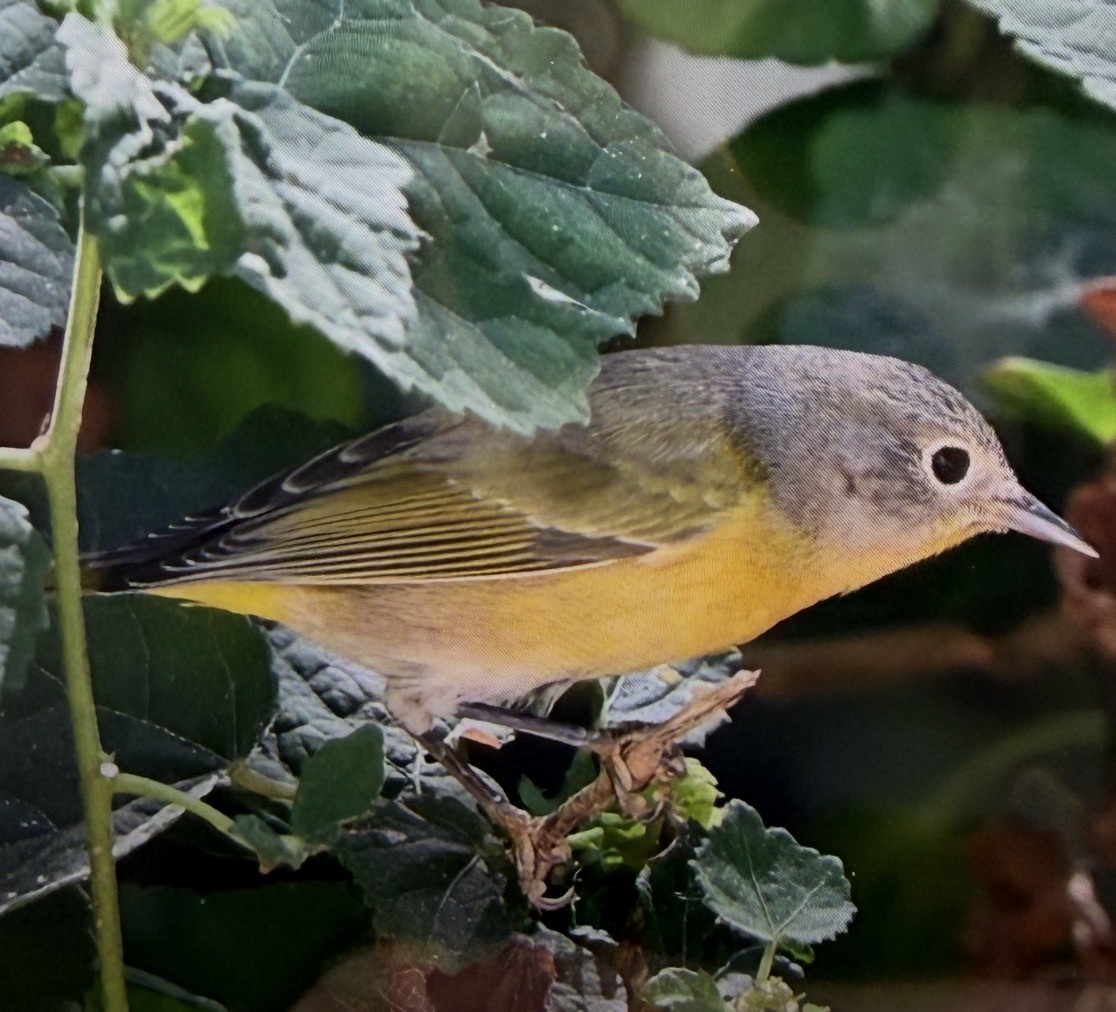 Nashville Warbler - ML645121826