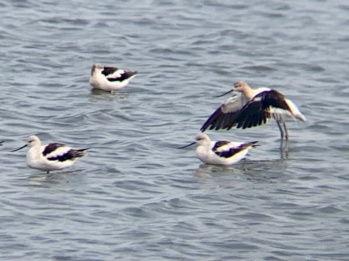 American Avocet - ML645121827