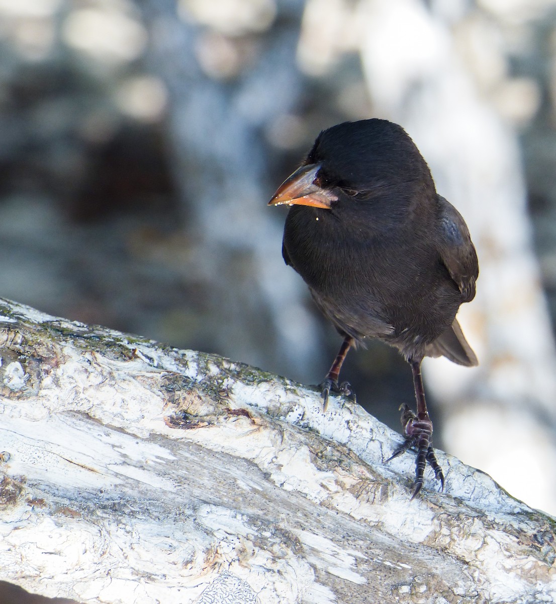 Large Ground-Finch - ML645121829