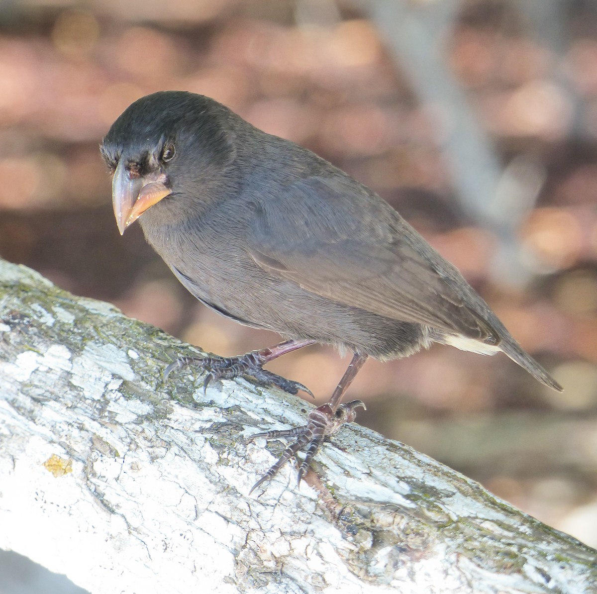 Large Ground-Finch - ML645121830