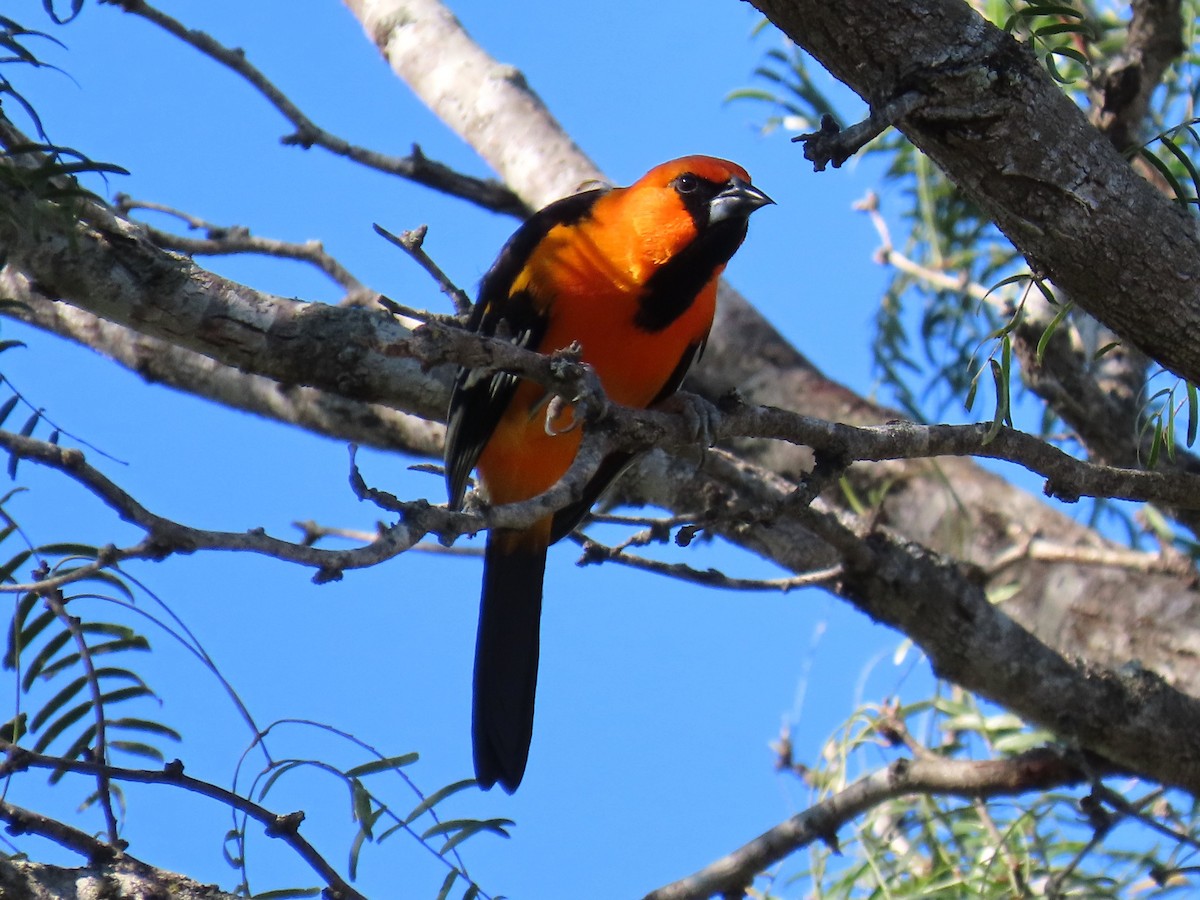 Altamira Oriole - ML645121831