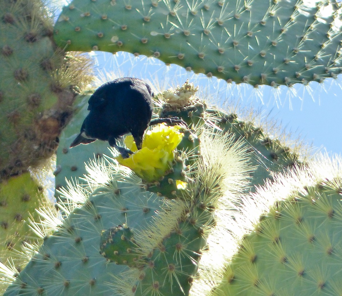 Géospize des cactus - ML645121845
