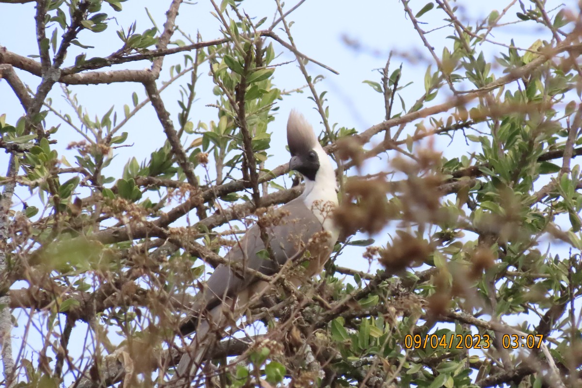 クロガオハイイロエボシドリ - ML645121847