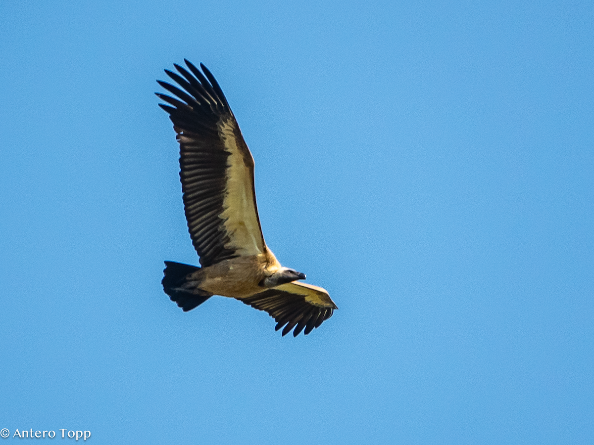 Ak Sırtlı Akbaba - ML645121849