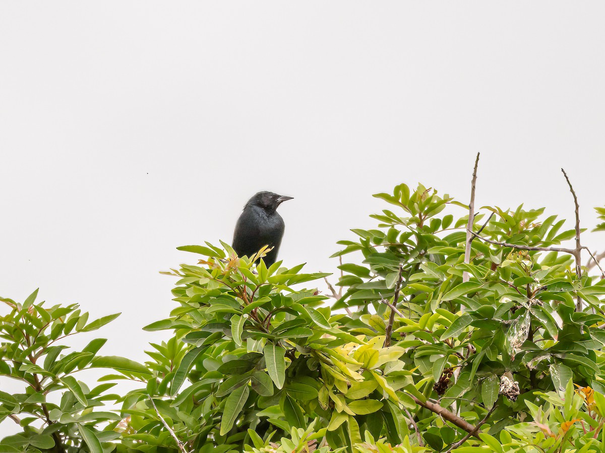 Scrub Blackbird - ML645121854