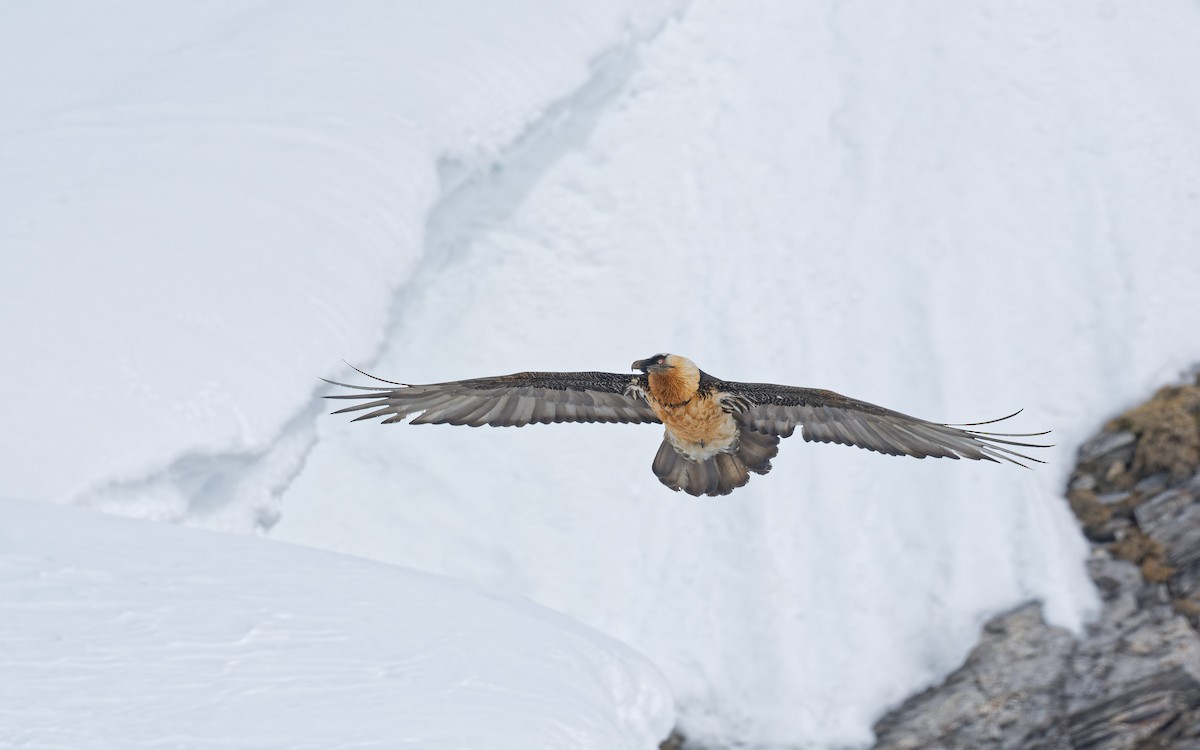 Bearded Vulture - ML645121867