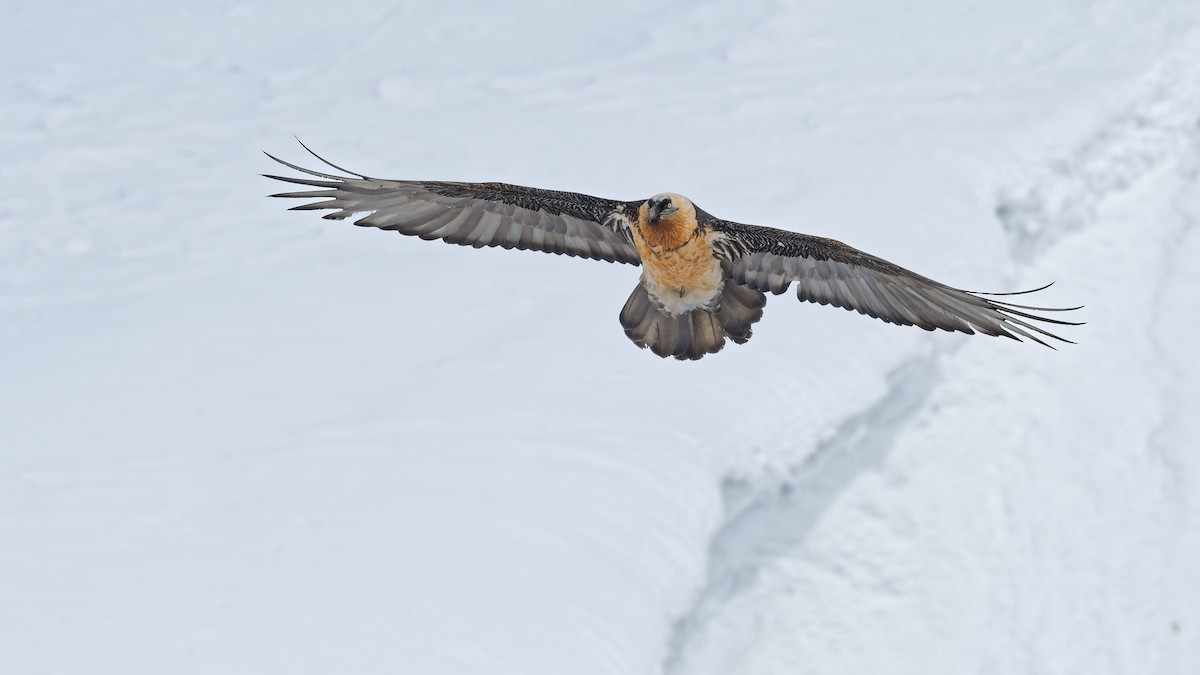 Bearded Vulture - ML645121873