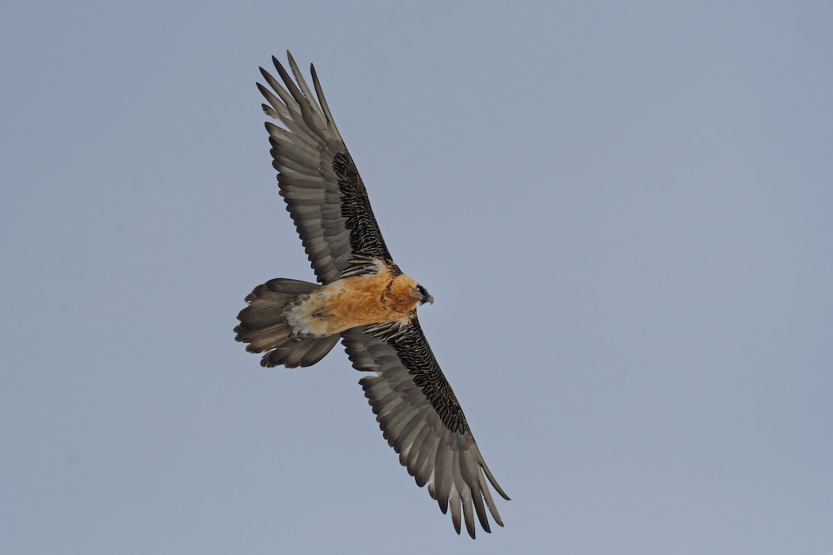 Bearded Vulture - ML645121875