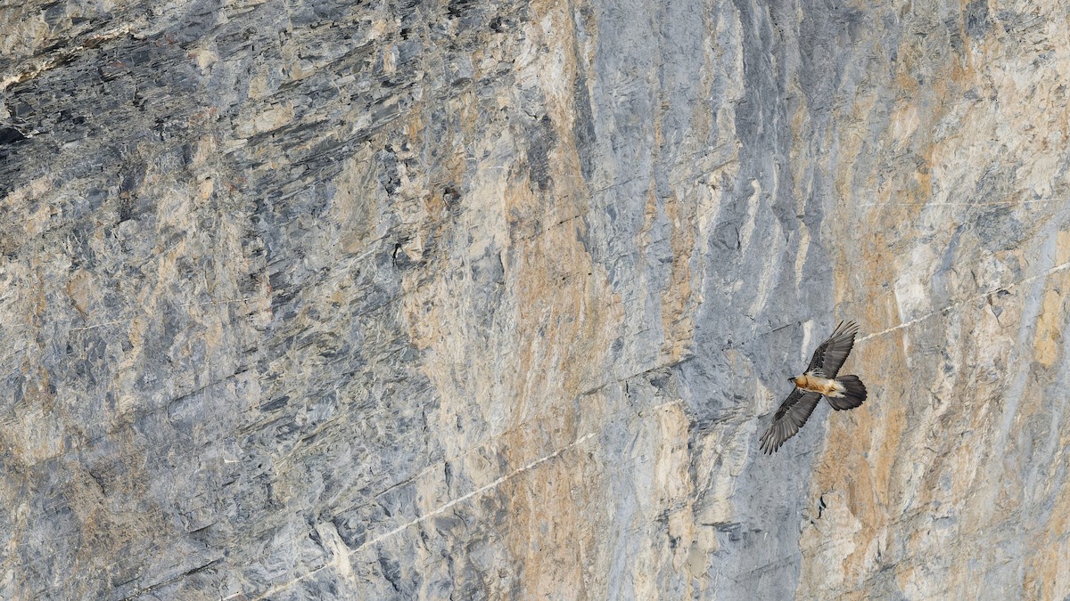 Bearded Vulture - ML645121876