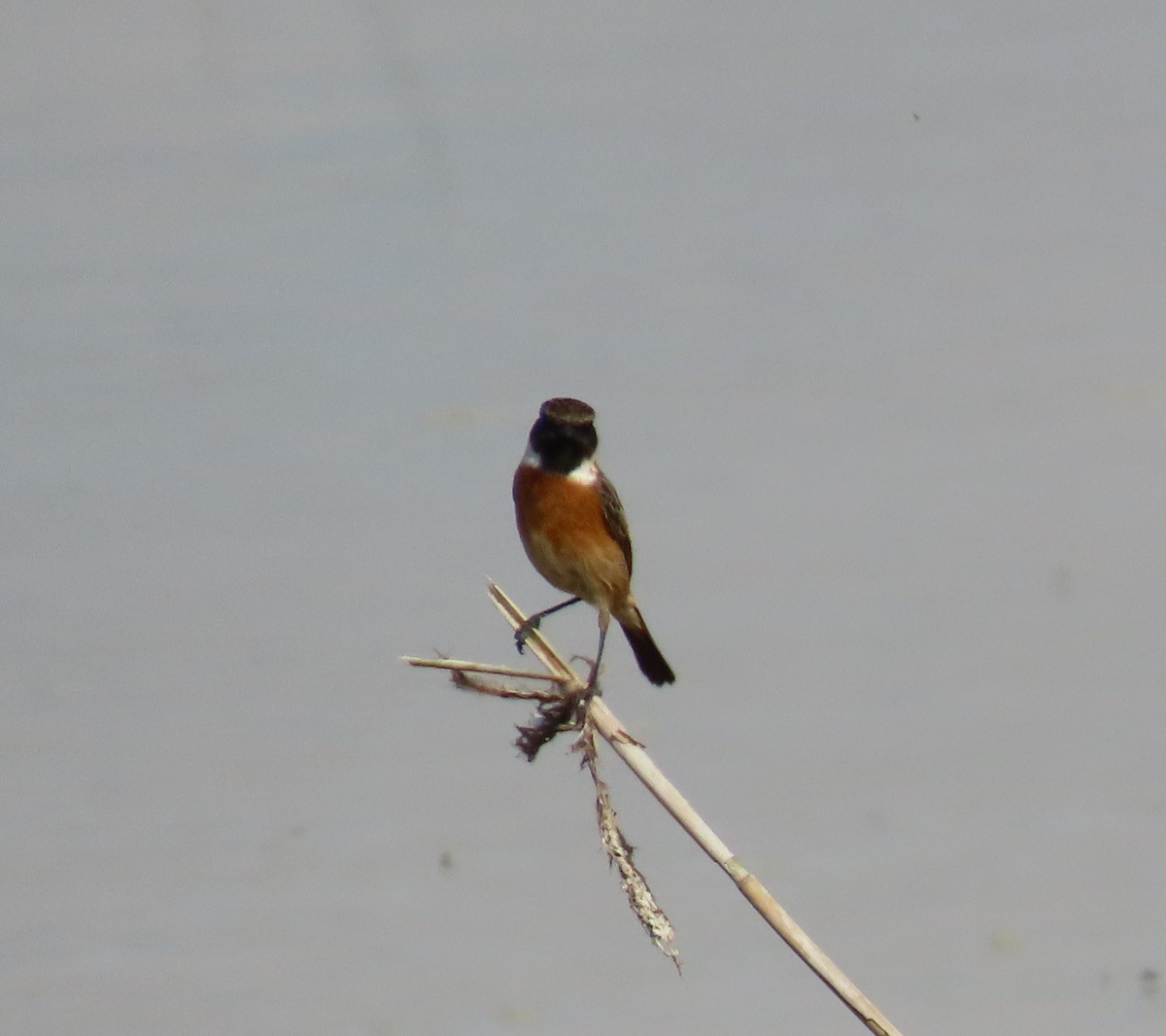 European Stonechat - ML645121877