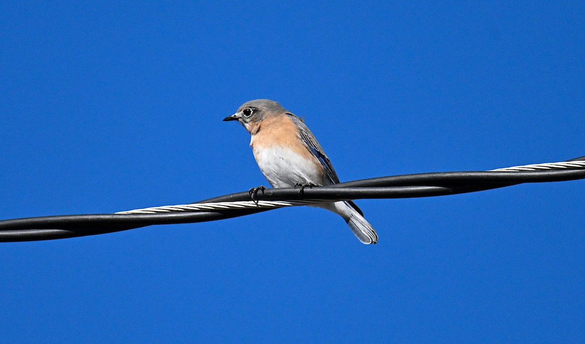 Eastern Bluebird (Eastern) - ML645121881