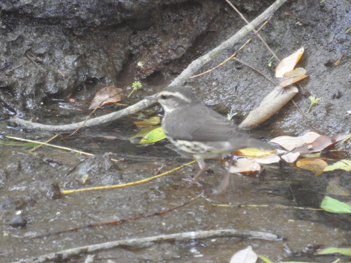 Northern Waterthrush - ML645121886