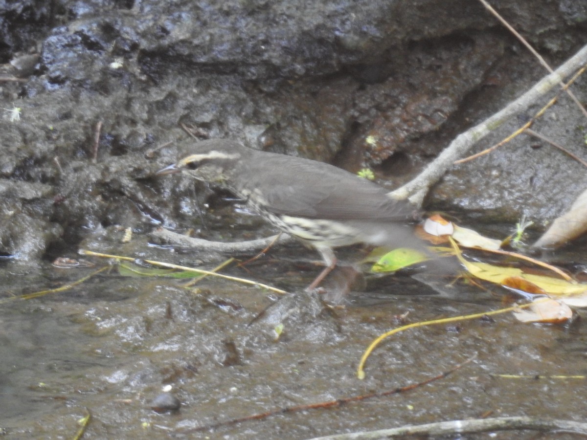 Northern Waterthrush - ML645121887