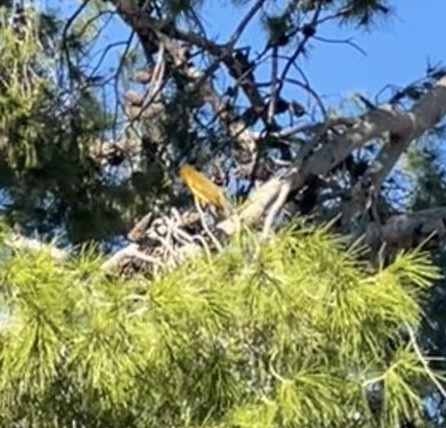 Summer Tanager - ML645121890