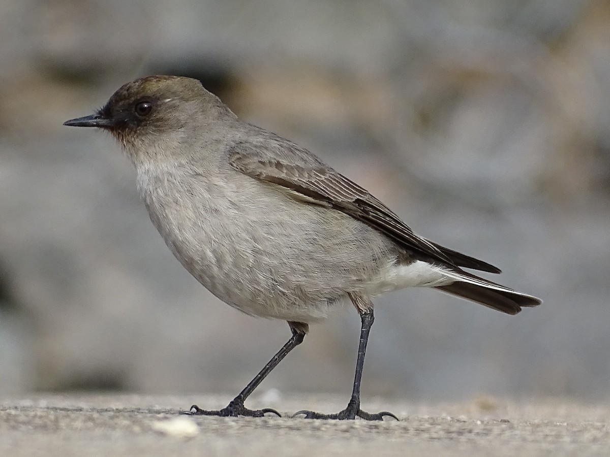 Dark-faced Ground-Tyrant - ML645121909