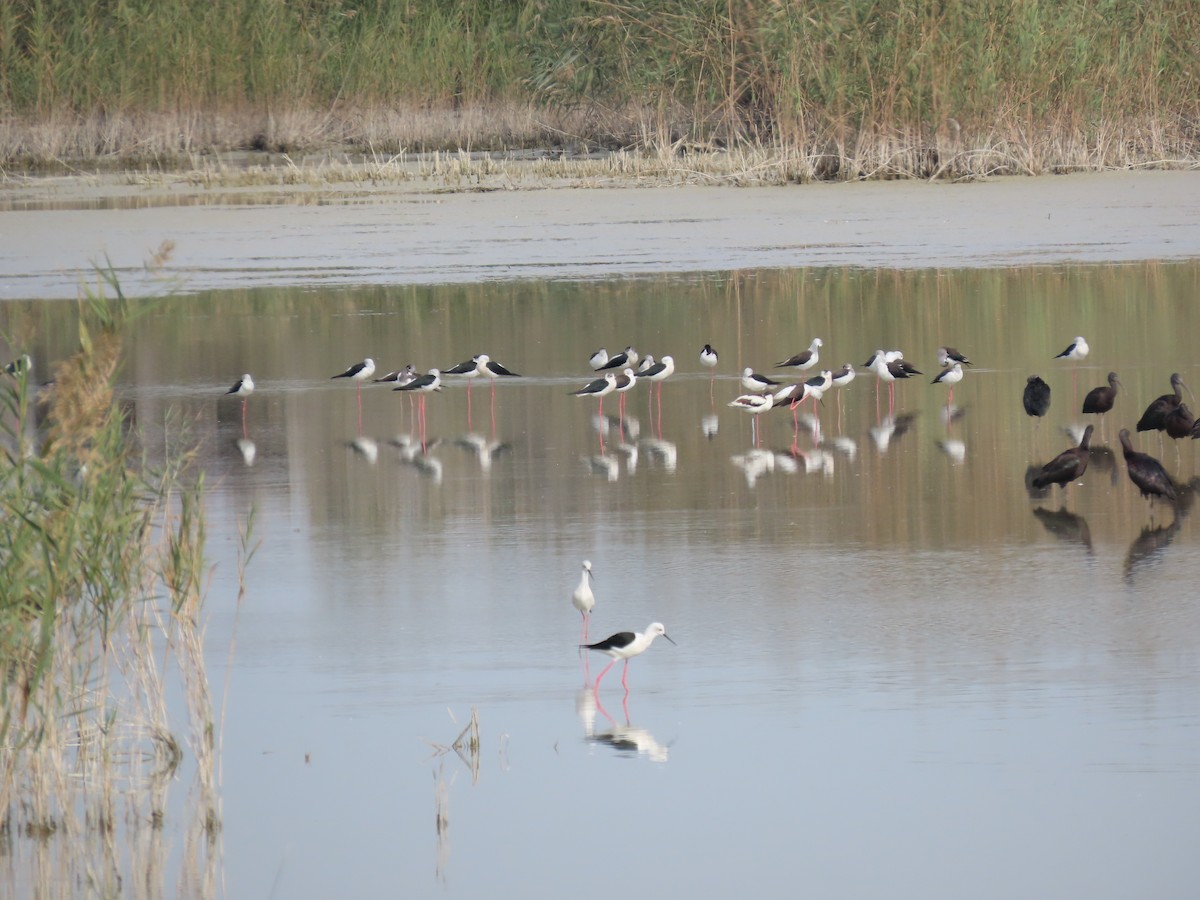 高蹺鴴 - ML645121929