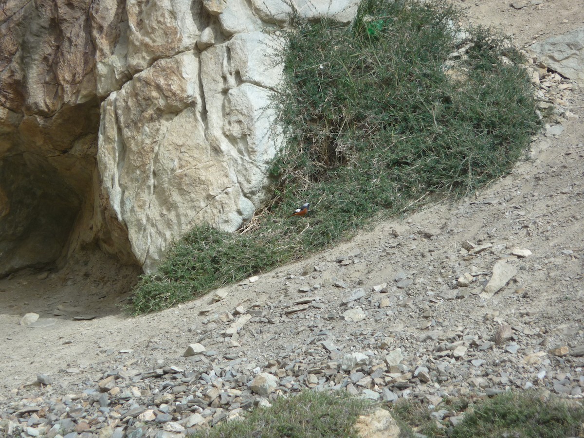 White-winged Redstart - ML645121930