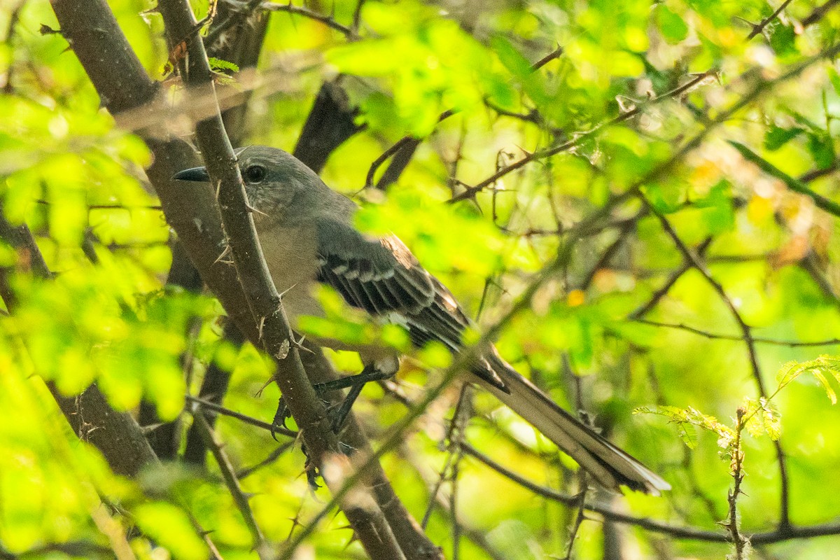 Northern Mockingbird - ML645121939