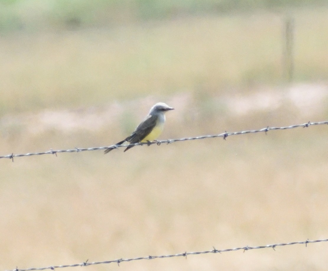 Western Kingbird - ML645121943
