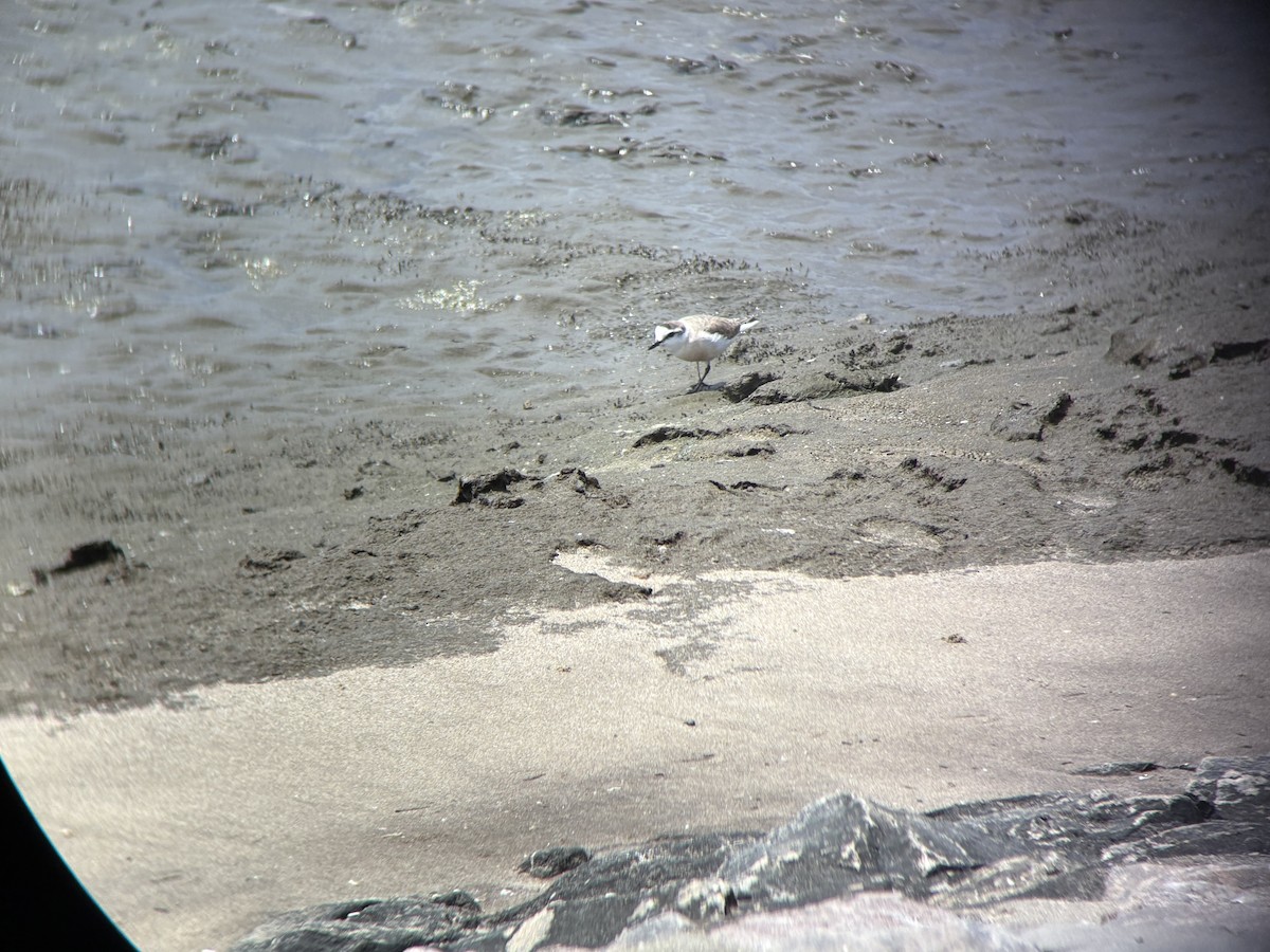 White-fronted Plover - ML645121952