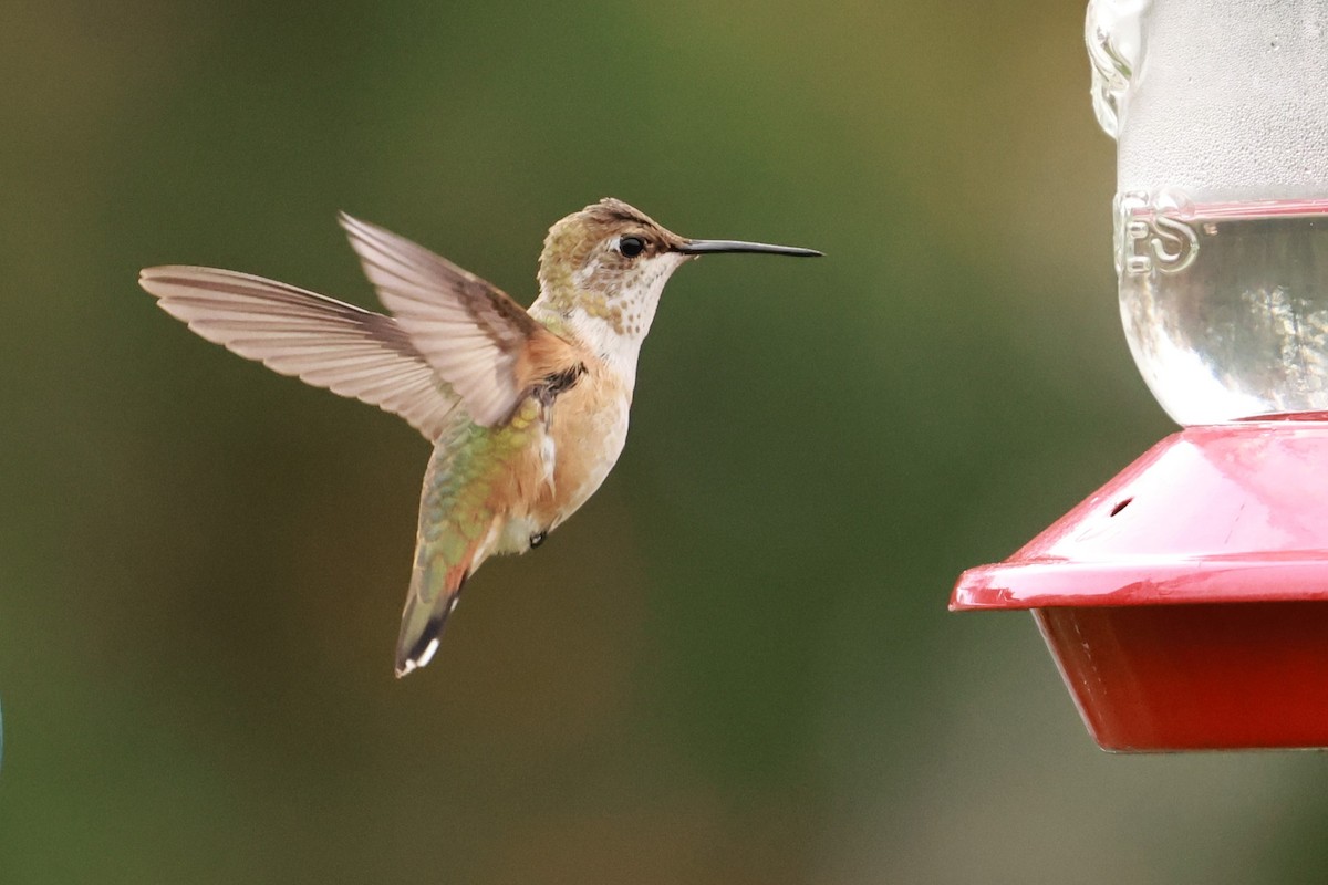 Rufous Hummingbird - ML645121961