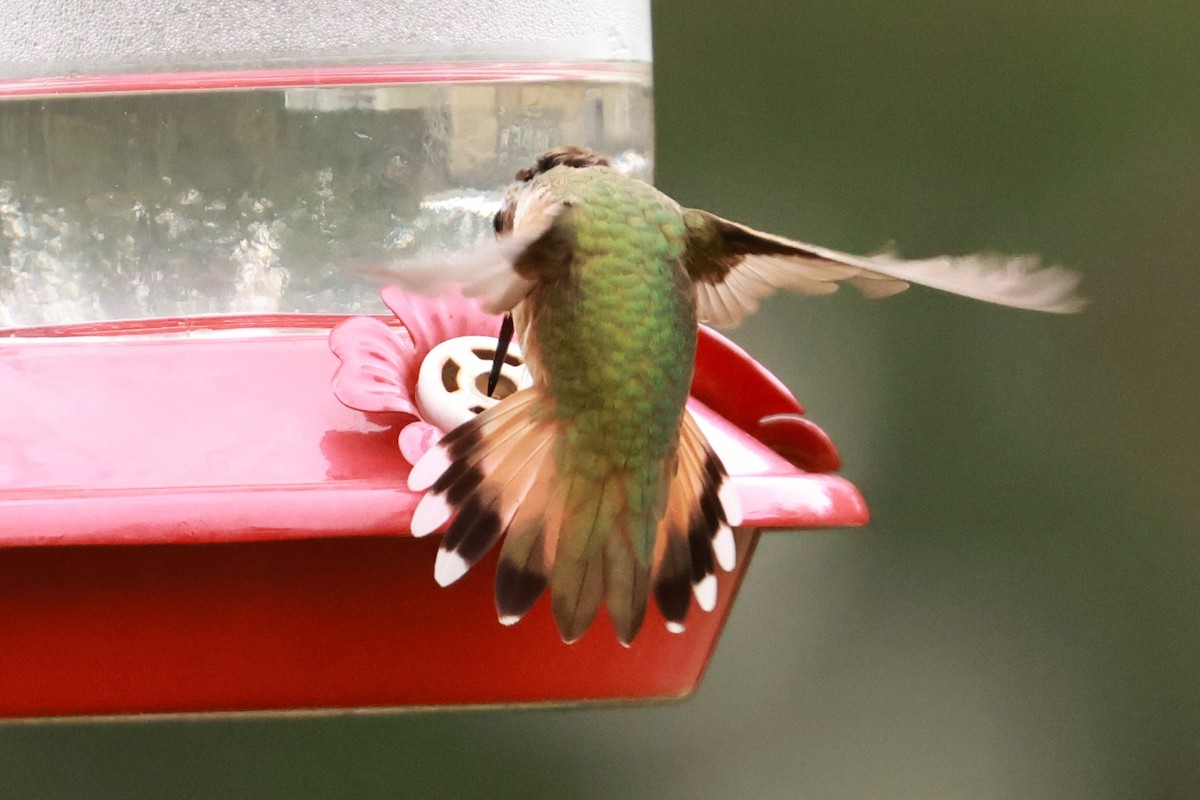 Rufous Hummingbird - ML645121962