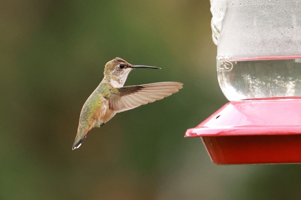 Rufous Hummingbird - ML645121963