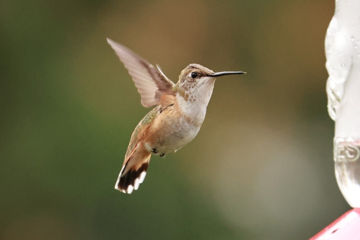 Rufous Hummingbird - ML645121964