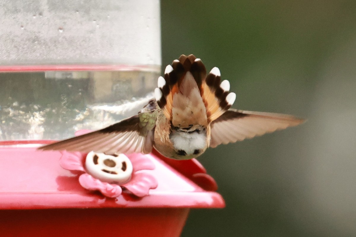 Rufous Hummingbird - ML645121966