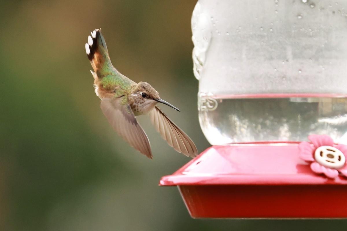 Rufous Hummingbird - ML645121967