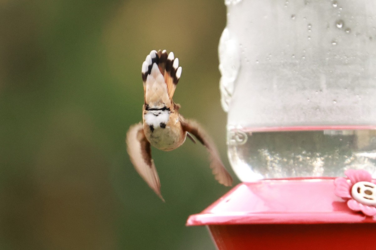 Rufous Hummingbird - ML645121969