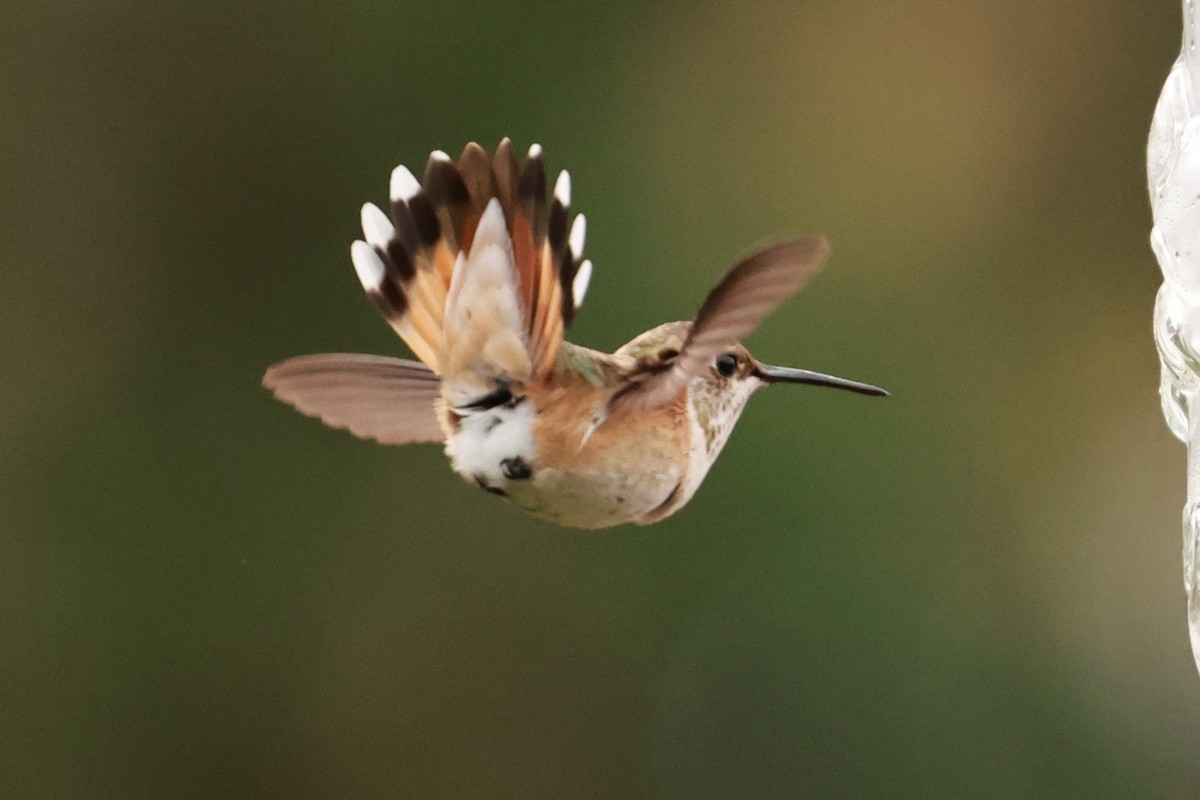 Rufous Hummingbird - ML645121971