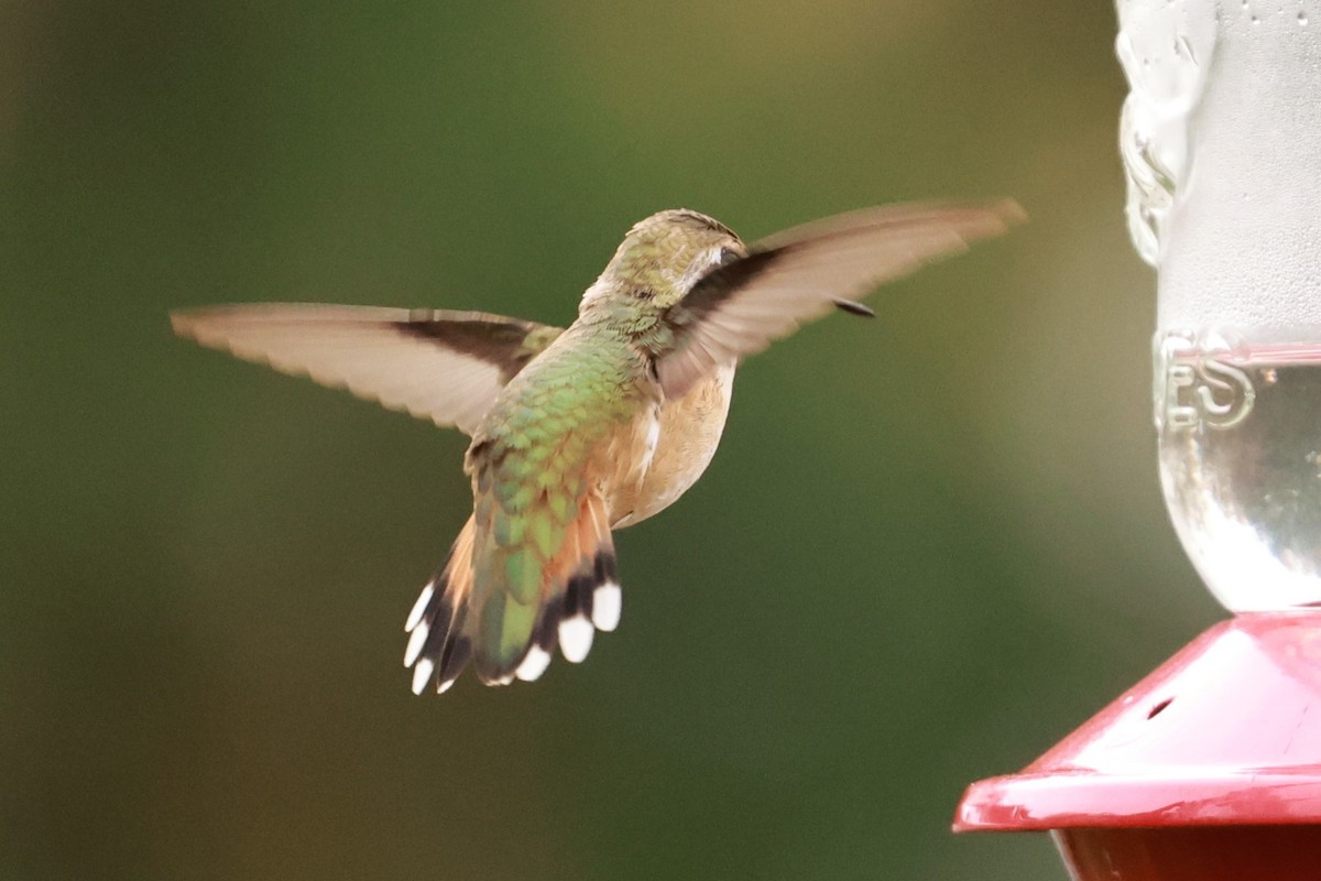 Rufous Hummingbird - ML645121972