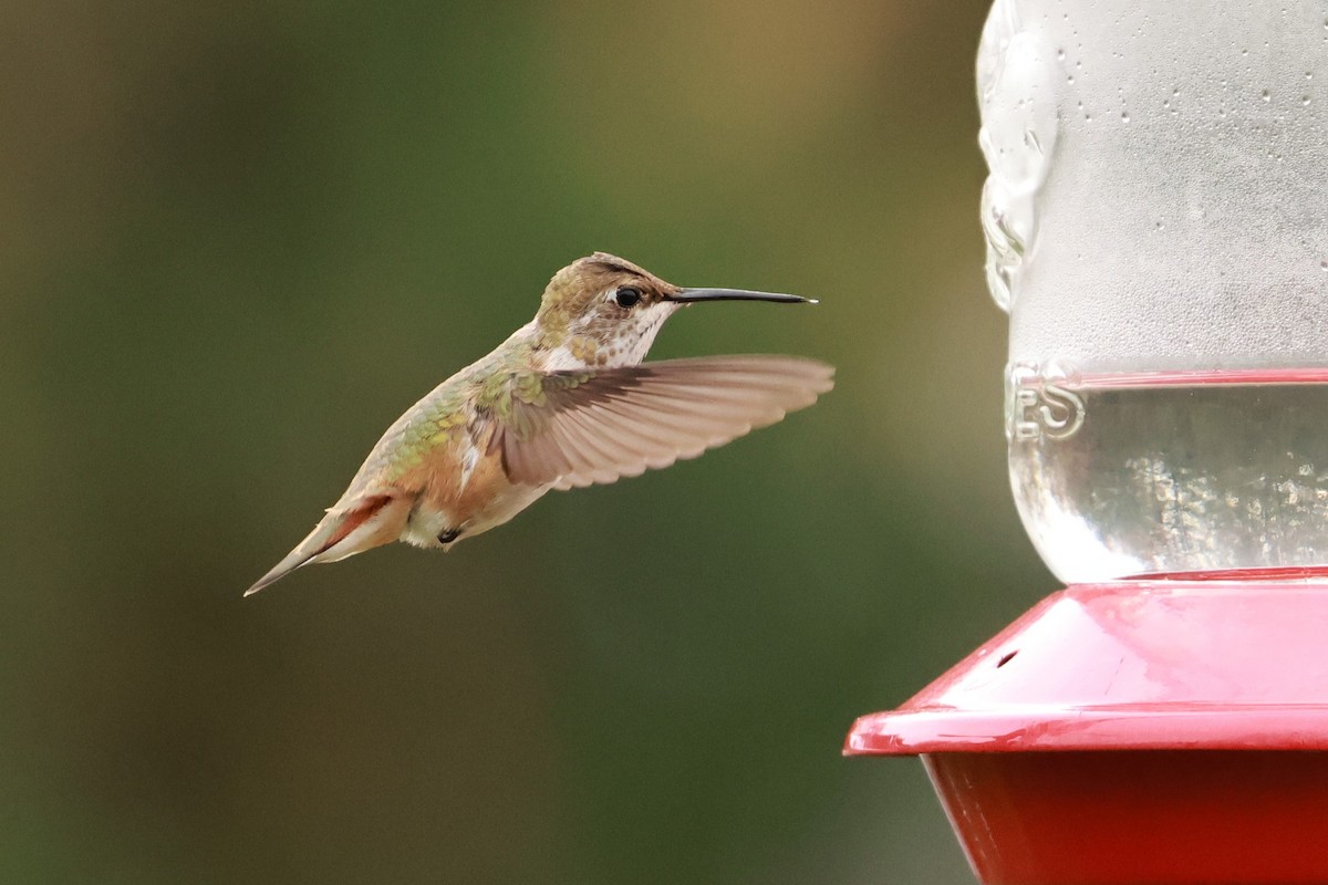 Rufous Hummingbird - ML645121973