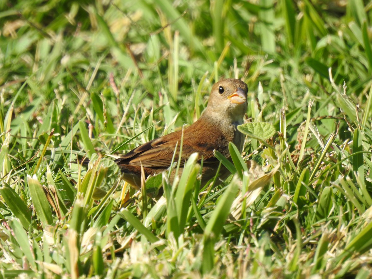 Passerin indigo - ML645121976